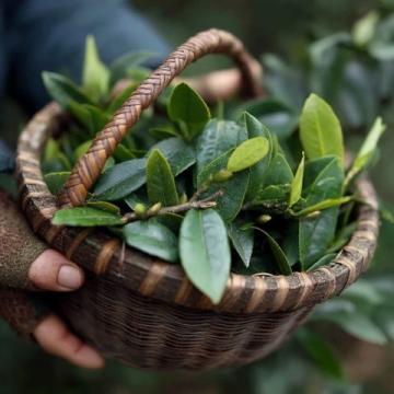 每天一杯普洱茶，身體會收獲哪些驚喜？