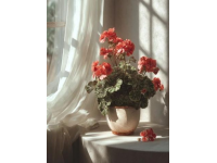 家庭花卉養(yǎng)護指南：常見植物的環(huán)境、溫度與土壤需求