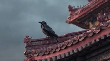 你可能沒(méi)注意到，但故宮的屋頂上為什么幾乎沒(méi)有鳥(niǎo)屎?