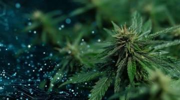 全人培養(yǎng)視閾下常識教育的功能定位與實現(xiàn)路徑探析