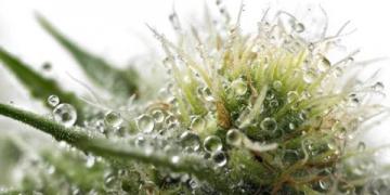 全人培養(yǎng)視閾下常識教育的功能定位與實現(xiàn)路徑探析