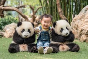 揭秘大熊貓的秘密菜單：不只是竹子！