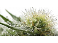全人培養(yǎng)視閾下常識教育的功能定位與實現(xiàn)路徑探析