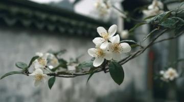 面朝大海春暖花開：湛江深度游，美食美景相伴的香煎帶魚教程
