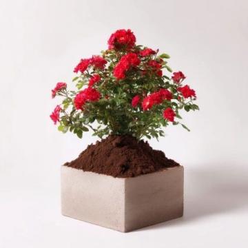 養(yǎng)花小知識(shí)——新買的梔子花黃葉