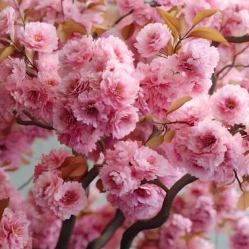 滎陽豐樂櫻花園賞花指南：免門票詳情及游玩攻略