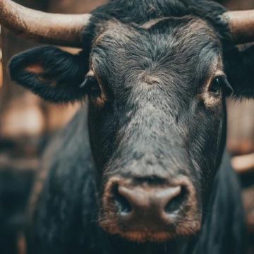 2025年驢肉價(jià)格飆升，驢肉火燒比奶茶還貴！背后真相揭秘