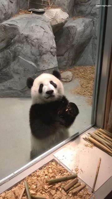 2歲北極看熊，4歲南極看企鵝！這個杭州娃可能創(chuàng)造了世界紀(jì)錄！如果有機會