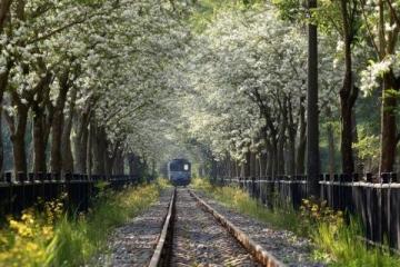 兩日游路線：武大櫻花+東湖綠道，這樣玩不繞路！
