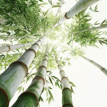 春筍鮮嫩上市，春日味蕾盛宴，探尋健康活力之源