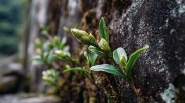 常喝的茶葉有哪些？綠茶中的春日鮮爽代表：西湖龍井與黃山毛峰