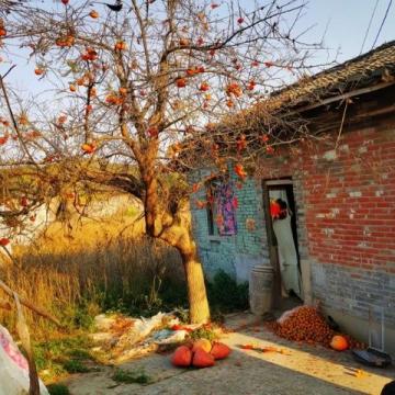 周口農(nóng)村：春節(jié)前軍叔跟風種蘑菇村民：他們家常年的生意