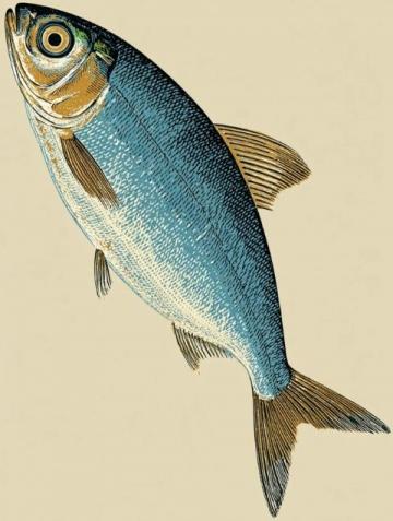 一直以來，家里老人最喜歡的海魚當(dāng)屬黃翅魚,有野生，有養(yǎng)殖，價格不一樣