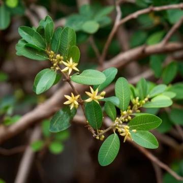 漲知識(shí)了！原來這是連翹花小鼓掌這個(gè)野花不簡(jiǎn)單！