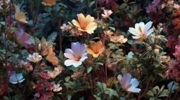 一年一度吃花季來(lái)了