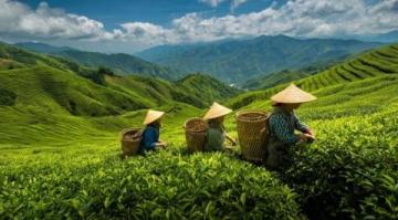 常喝的茶葉有哪些？綠茶中的春日鮮爽代表：西湖龍井與黃山毛峰