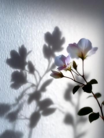 攝影技巧分享：光影藝術(shù)，捕捉生活中的溫度與美好