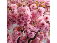 滎陽豐樂櫻花園賞花指南：免門票詳情及游玩攻略