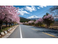 貴定金海雪山花開如畫。