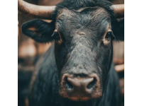 2025年驢肉價(jià)格飆升，驢肉火燒比奶茶還貴！背后真相揭秘