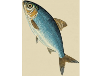 一直以來，家里老人最喜歡的海魚當(dāng)屬黃翅魚,有野生，有養(yǎng)殖，價格不一樣