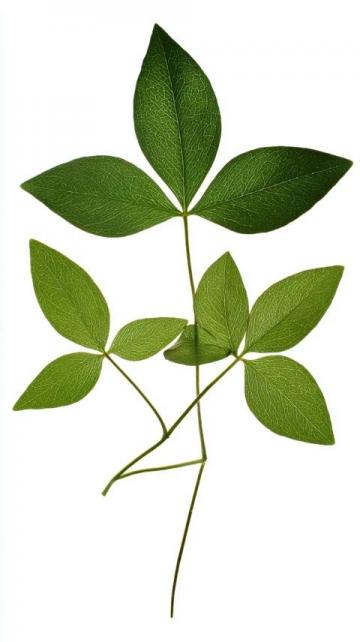 番薯葉怎么做好吃又香(番薯葉怎么做好吃？加上一把大蒜，掌握3步)