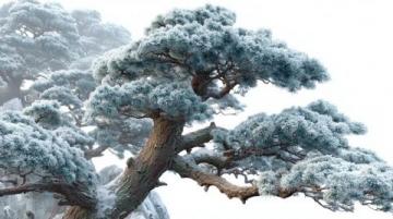 19節(jié)：樹(shù)化玉收藏指南，從精準(zhǔn)身世到稀有珍藏