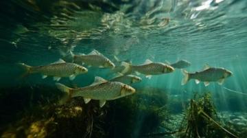 麗水：水質(zhì)優(yōu)良的溪魚天堂，華東野生魚類基因庫