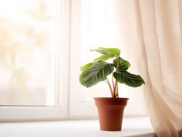 室內(nèi)綠植養(yǎng)護(hù)攻略：揭秘滴水觀音的五大護(hù)理技巧