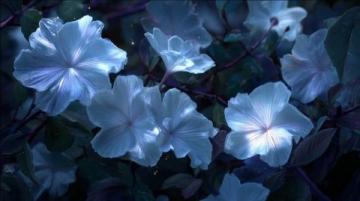 暗香滿天，夜色更深