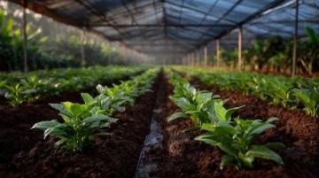 五畝黑椒豐收上市首日僅售一半，天然種植健康安全受期待