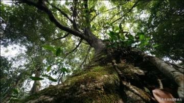 揭秘芒市珍奇秘境:勐巴娜西國家AAAA級景區(qū)全攻略
