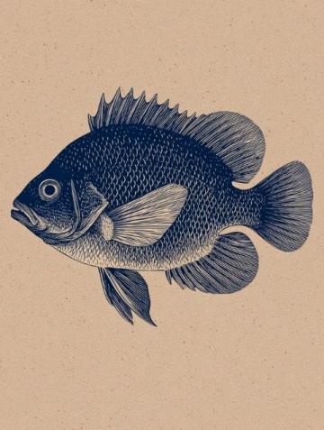 一直以來，家里老人最喜歡的海魚當(dāng)屬黃翅魚,有野生，有養(yǎng)殖，價格不一樣