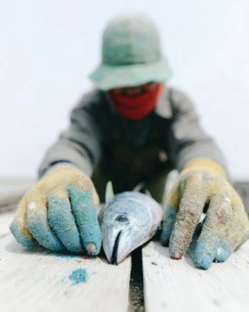 阜陽(yáng)河道刀魚(yú)泛濫村民狂撈背后是生態(tài)改善信號(hào)？