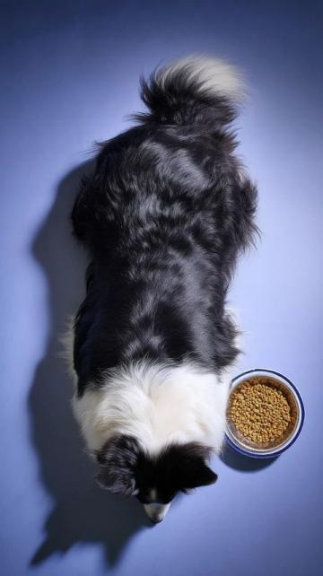 寵物養(yǎng)護專家徐藝桓：狗狗腎臟保健美食推薦
