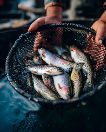 麗水：水質(zhì)優(yōu)良的溪魚天堂，華東野生魚類基因庫