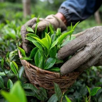常喝的茶葉有哪些？綠茶中的春日鮮爽代表：西湖龍井與黃山毛峰