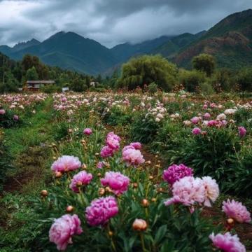 四月賞花游洛陽(yáng)：牡丹、老君山與夜游攻略全解鎖