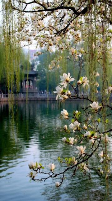 春意盎然，成都平原上，春日自駕之旅正當(dāng)時(shí)！