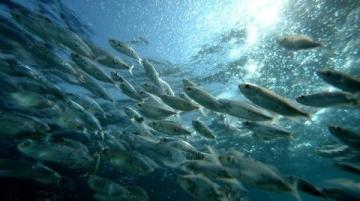 野生黃翅魚：近海經(jīng)濟價值高，蔡瀾稱其為“世界最美味