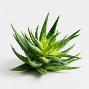 陽(yáng)臺(tái)上的“急救小能手”:蘆薈的多重神奇功效