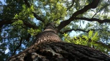 樹大招風(fēng)下的小確幸：肥娟小吃的智慧轉(zhuǎn)身與堅持