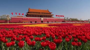 長春花觀賞指南：四季開花、色彩斑斕的美麗花卉