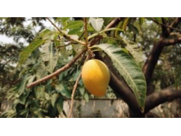 菩提路上結(jié)菩提果（菩提果小知識）