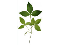 番薯葉怎么做好吃又香(番薯葉怎么做好吃？加上一把大蒜，掌握3步)