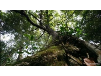 揭秘芒市珍奇秘境：勐巴娜西國家AAAA級景區(qū)全攻略