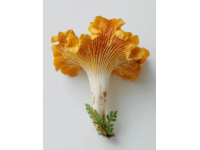 云南常見(jiàn)可食用野生菌種類知多少