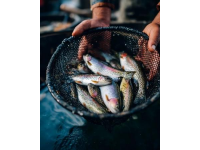 麗水：水質(zhì)優(yōu)良的溪魚天堂，華東野生魚類基因庫