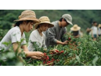 廣西風(fēng)味之旅：埃文凱爾探尋酸筍秘境與美食奇跡