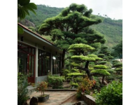 到高密城郊雙羊鎮(zhèn)云來山莊，品農(nóng)家樂的野味盛宴